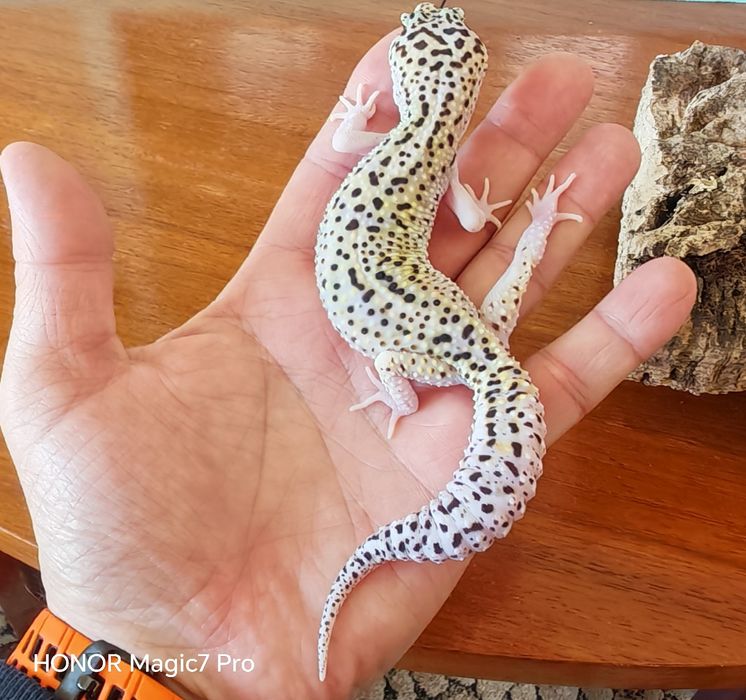 Леопардов гекон( Eublepharis macularius )