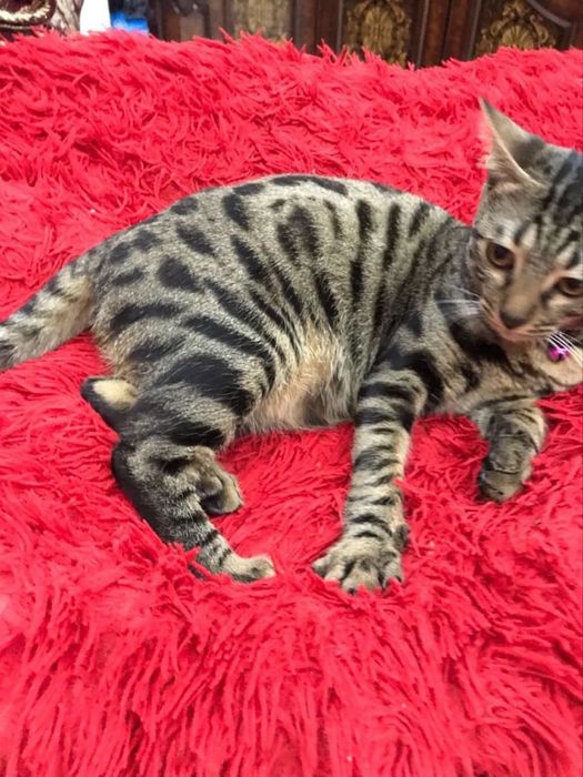 Toza zotli bengalskiy mushuk bolalari sotiladi