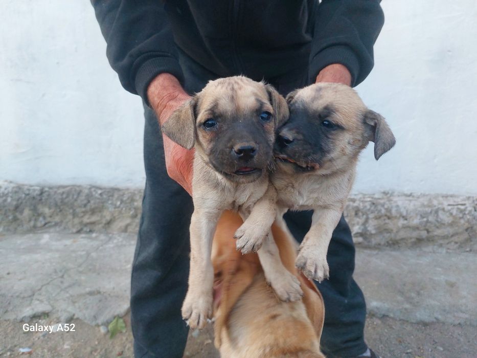 Щенки кубинский питбуль.