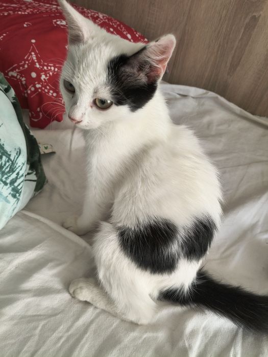 Pisicuta spre adoptie