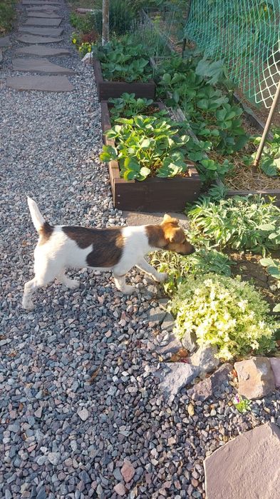 Фокстерьер кобель