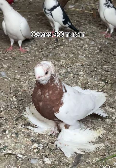 Продажа голубей голуби