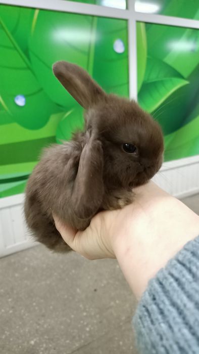 Вислоухие кролики