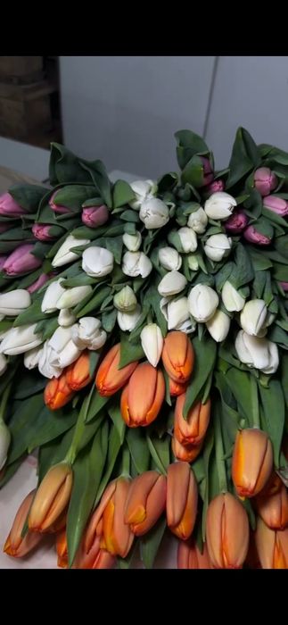 Тюльпаны,оптом и в розницу. Караганда