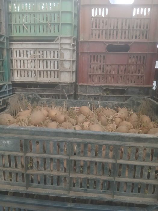 Cartofi samanta arizona