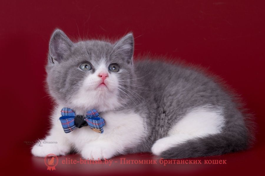 Настоящие элитные британцы.