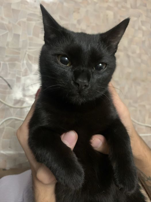 Отдам доброго милого котенка