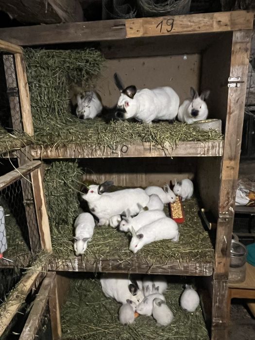 Vand iepuri de rasa californian