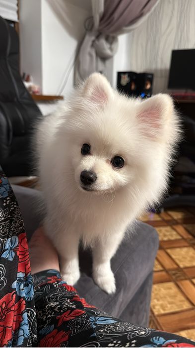 Шпиц с родословной