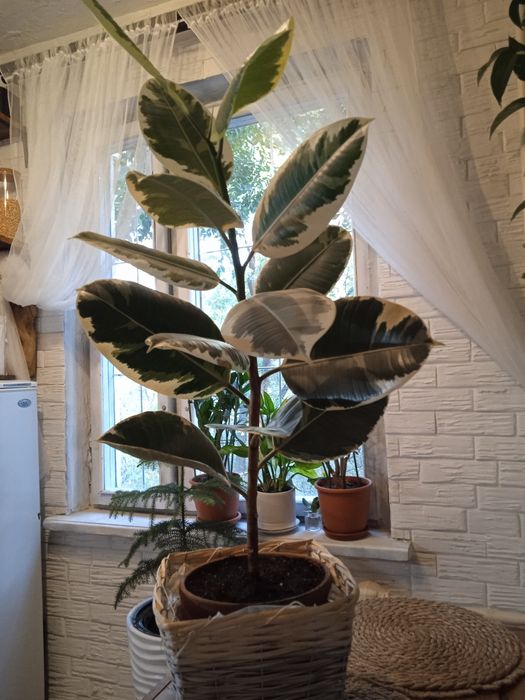 Продам фикус 85 см высота