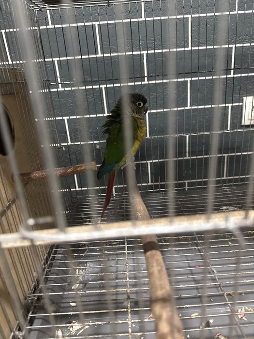 Перрура попугай сотилади  3 пар