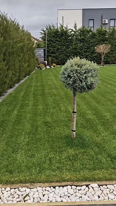 Tuia Leylandii Cupressus ideal pentru gard viu