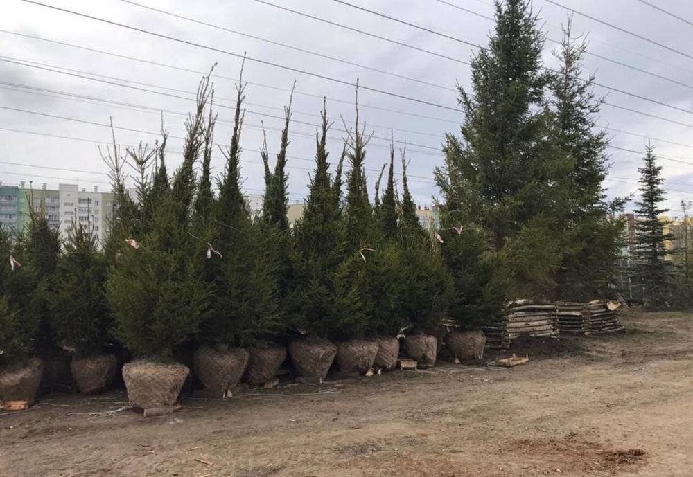 Ели голубые сосны