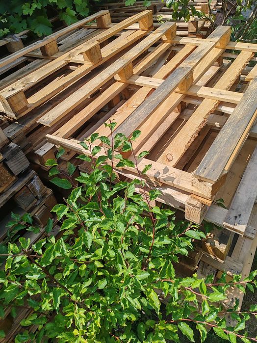 Vand paleti  pentru foc sau uz