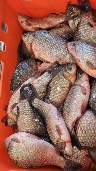 Свежая рыба Карась