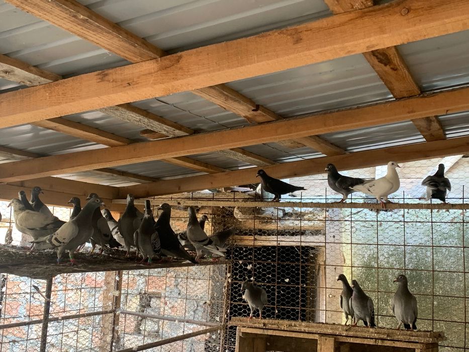 Voiajori sport de vanzare