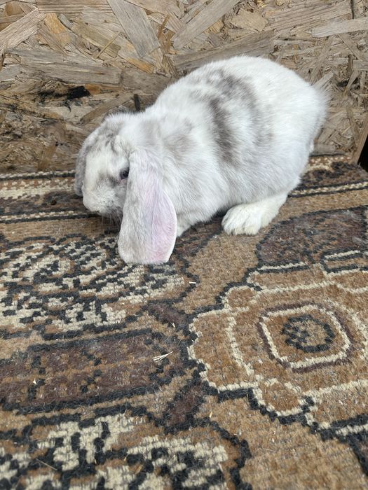 Iepuri berbec german