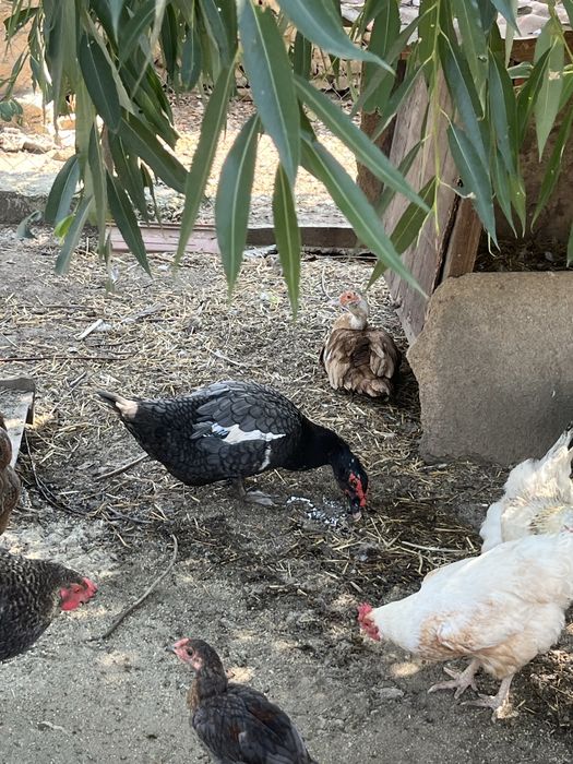 Rate lesesti colorate / mute