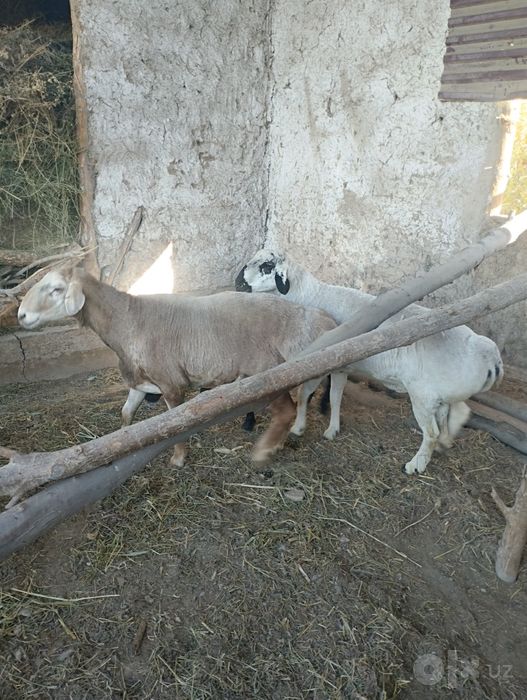 Qòylar sotiladi Arashan bilan Qirĝiz gigant