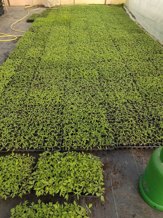 Rasaduri de legume.Milcovu din Deal