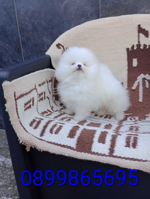 Чисто Бял Мъжки Померан.