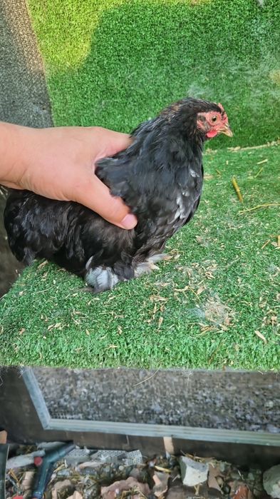 Gainusi si cocosei cochinchina pitic
