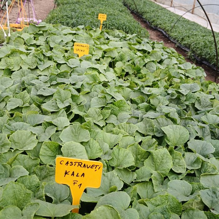 Răsaduri legume foarte frumoase