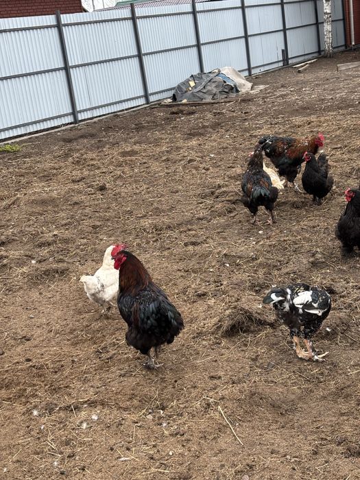 Продам петушков красивые чистопородные