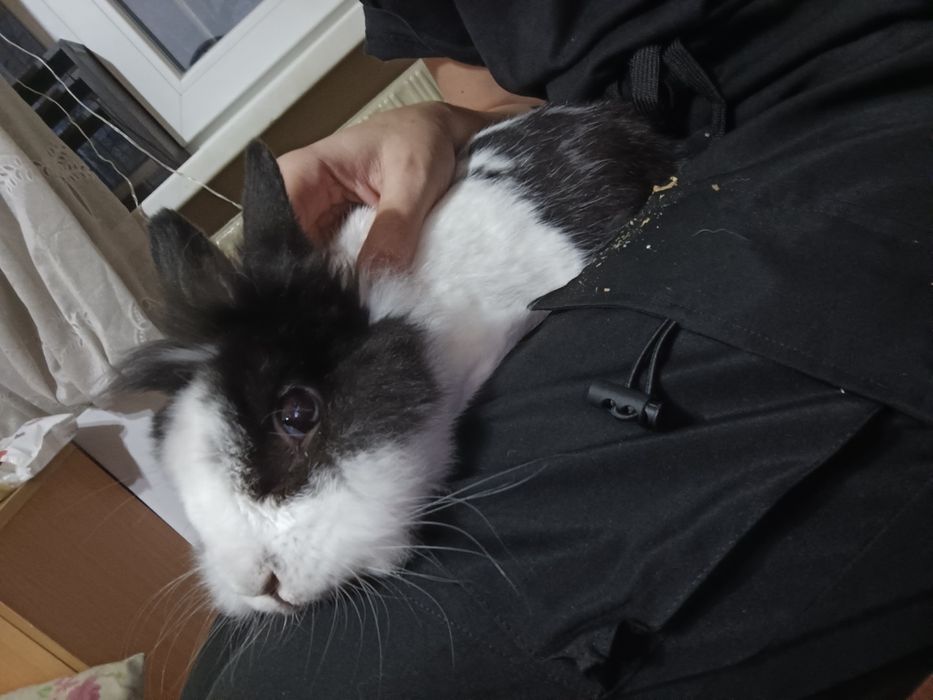 Декоративно зайче