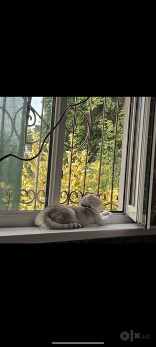 Scottish fold zotidan