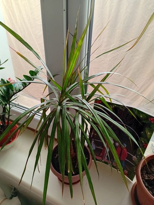 Комнатные растения