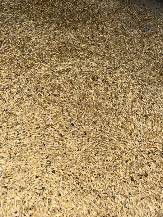 Vând orz și grâu, recolta 2025