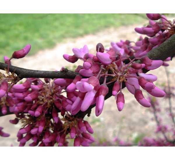 Див рожков (Cercis siliquastrum)  Дърво на Юда
