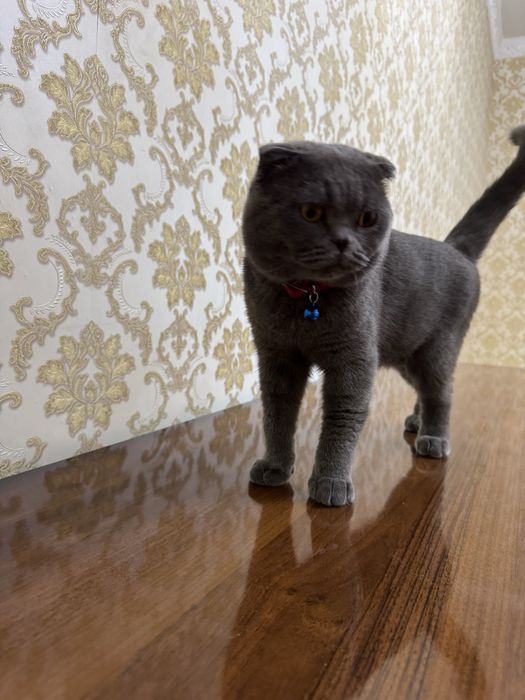 НЕ ПРОДАЁТСЯ  Кот на вязка Скоттиш Фолд очень опытный