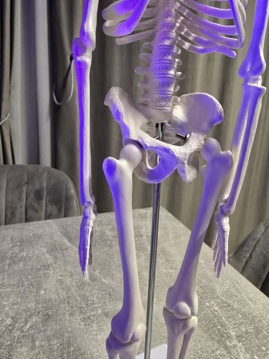 Schelet uman - anatomie educatie