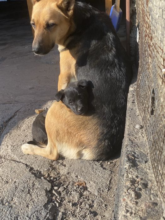 Щеночек девочка