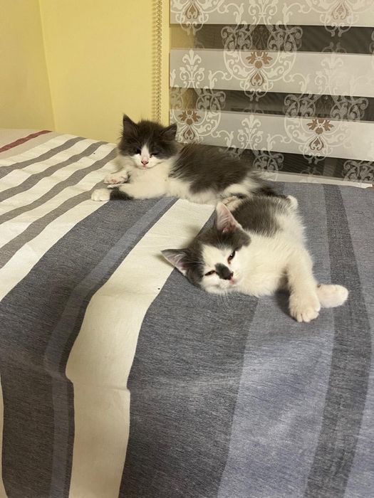 Отдам котят в добрые руки