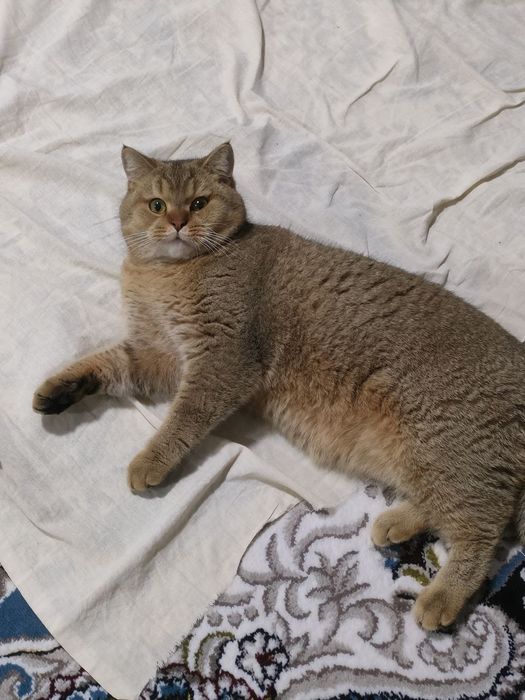 Золотая шиншила мальчик