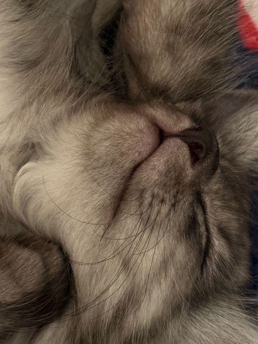 В добрые руки кота Чиби