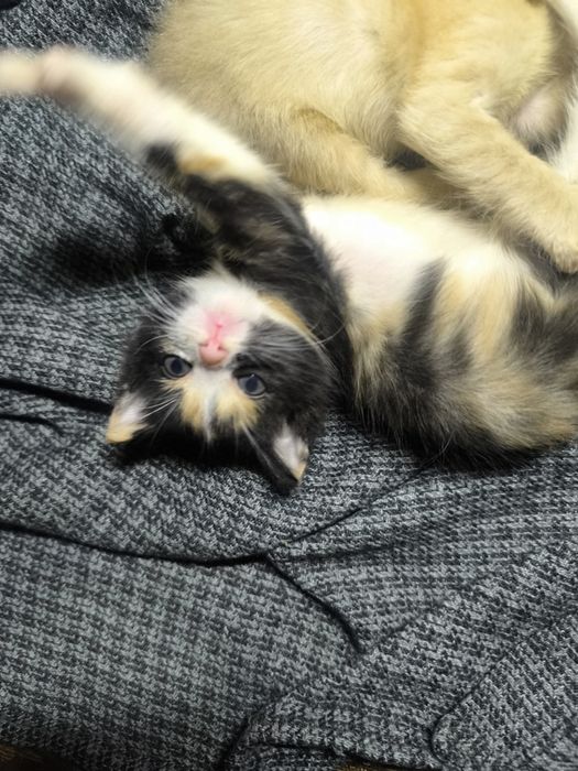 Отдам котят добрые руки!