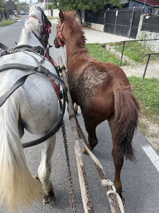 Vand carlana de 6 luni