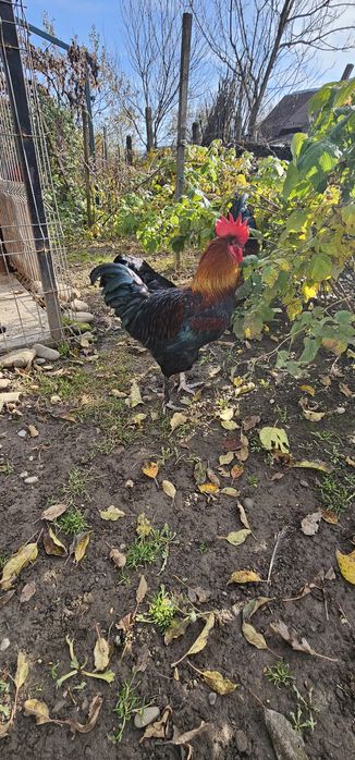 Cocoș Marans negru arămiu