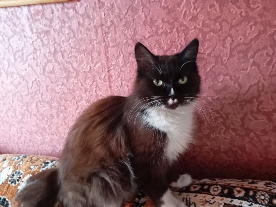 Отдам девочку в добрые руки