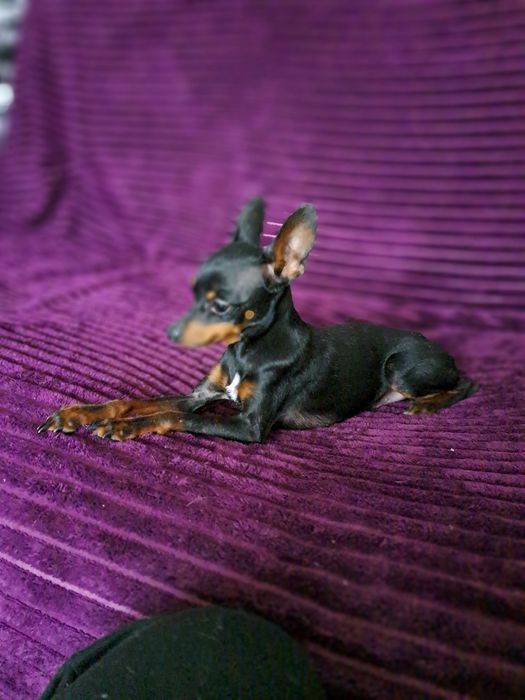 Вязка мини той терьера