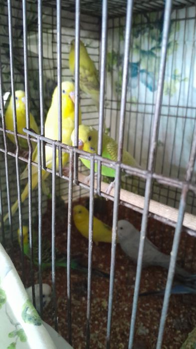 Продам попугай молодые волнистые