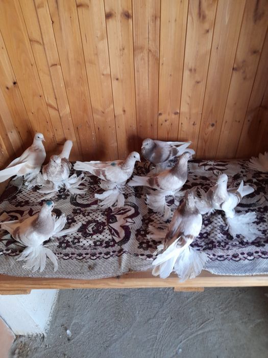 Продам голубей молодёжь