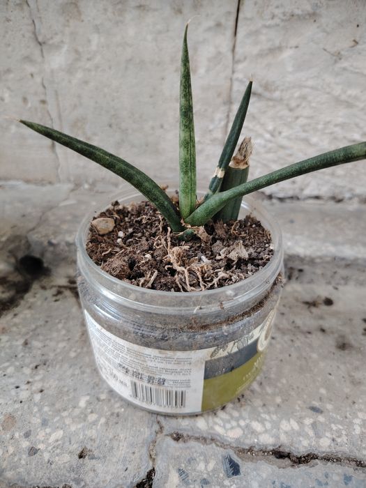 Цвете сансевиера 6 вида