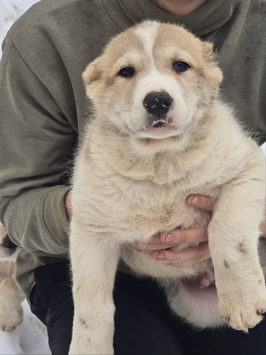 Продам щенков Алабая