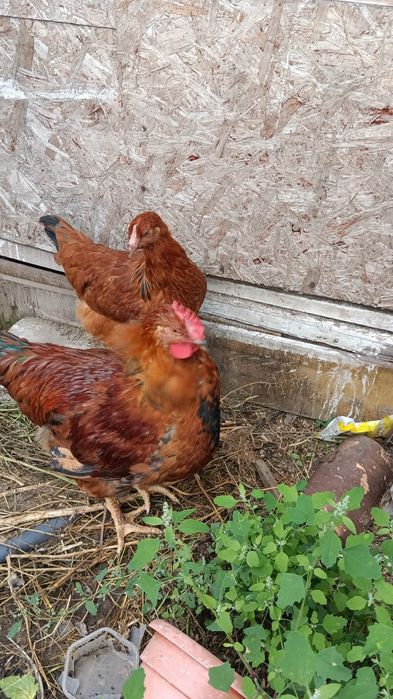Продам домашние инкубационные яйца