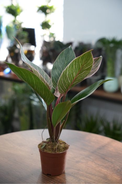 Фидодендрон Пинк бикини